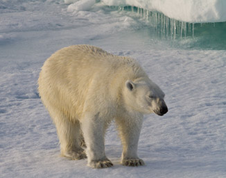 Svalbard